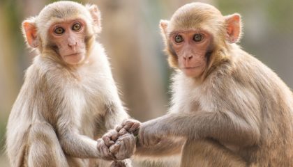Les animaux, la CSRD et vous