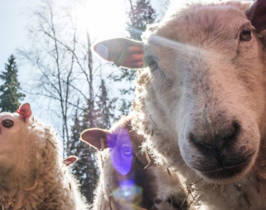 3 conseils essentiels pour éviter l’animal welfare washing - Agence Symbiocene