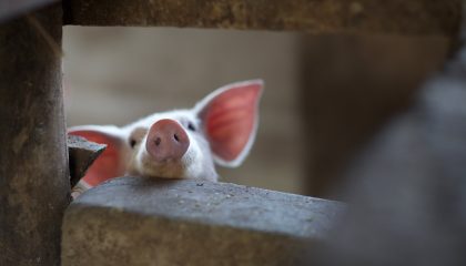 Toutes les entreprises peuvent-elles agir en faveur des animaux ?