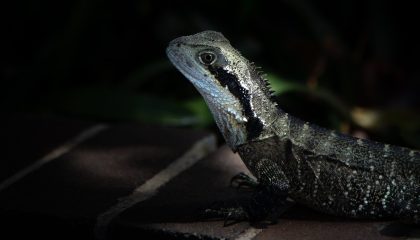 Biodiversité et éthique animale, même combat ?