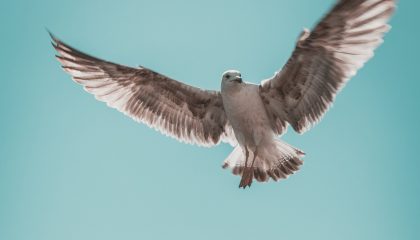 Renoncer pour rebâtir